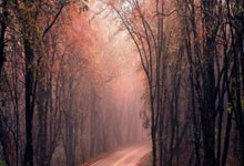 足球——德甲：拜仁不敌波鸿.